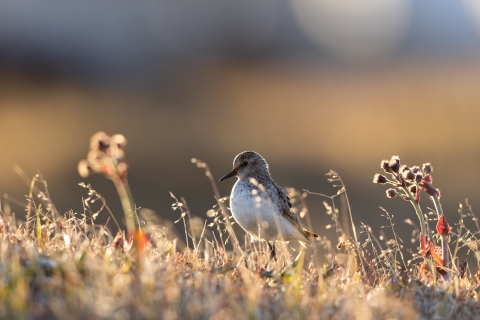 small bird among grass and plants