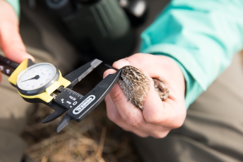 Person holds a bird in one hand and measure the bill with the other hand