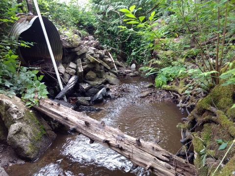 A serene wooden bridge crossing a peaceful stream amidst a lush forest.