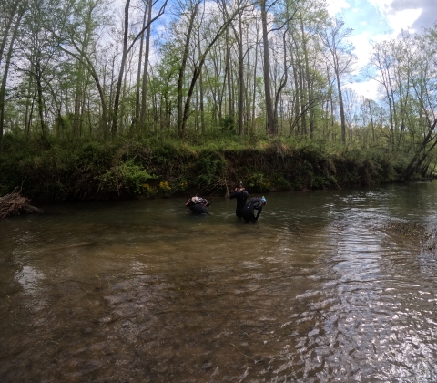 Two people snorkeling in a small river, while tow more people are standing in the river about to start snorkeling. 