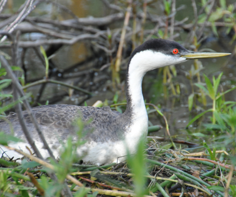 A grebe, an aquatic bird, with bright red eyes, black body and white neck and belly, sits on it’s nest above water. 