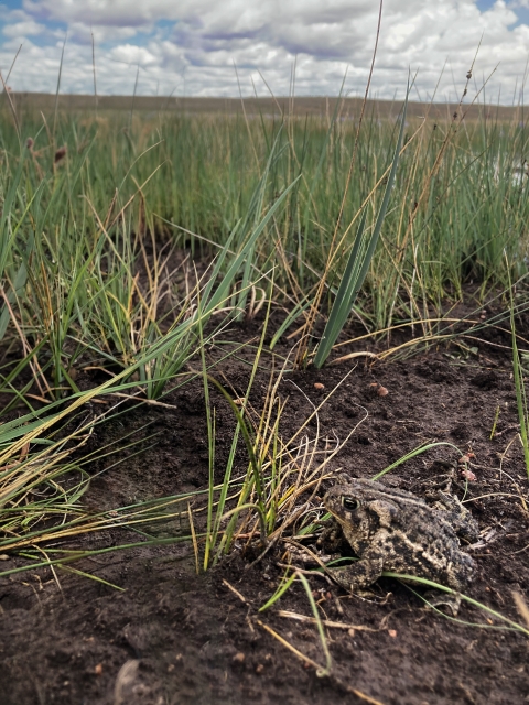 A Wyoming toad sits in a muddy clearing surrounded by thick green grasses. The sky is cloudy and blue, and water can be seen in the distance peeking between the grass.