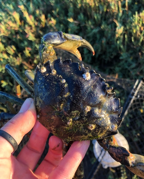 Close up shot of European green crab showing the shell points