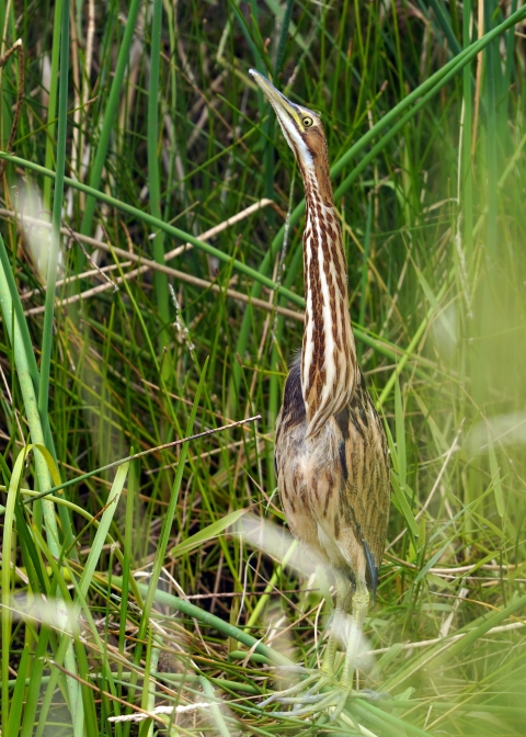 American bittern in tall grass