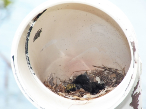 A Yellow-shouldered Blackbird chick rests inside an artificial nesting structure made of PVC. Photo by Danna Liurova/USFWS YAP.