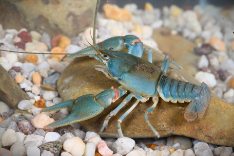 Bright blue, Big Sandy crayfish resting on a rock. 