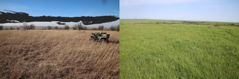 two images side-by-side. Left shows a brown prairie with trees encroaching. Right shows green grass and the branches of removed trees