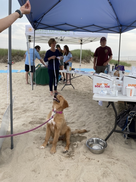 a brown dog sits looking up at a person's hand, with people under a shelter in the background