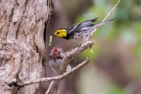 Golden Cheeked Warbler Feeding at Balcones Canyonlands NWR Texas