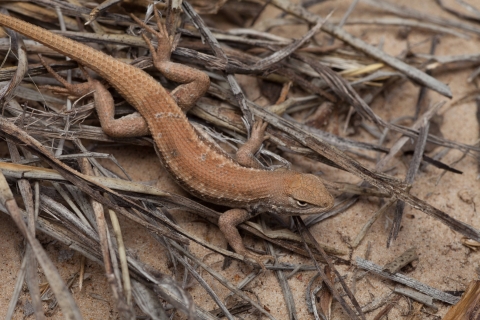 dunes sagebrush lizard crawls over sand and twigs