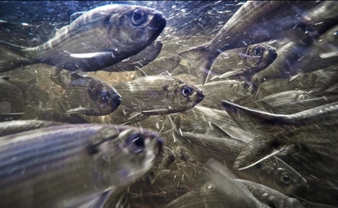 River herring in stream