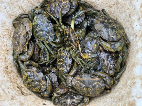 European green crabs in a bucket