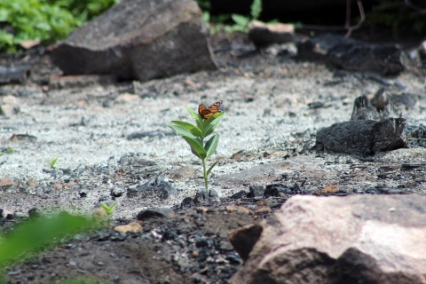 Monarch Butterfly on Milkweed amongst ashes