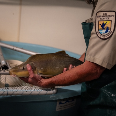 A person holds an adult razorback sucker over a net and water.