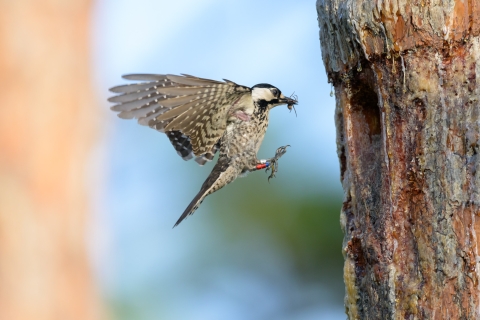 A red-cockaded woodpecker with an insect in its mouth flies into a tree cavity.