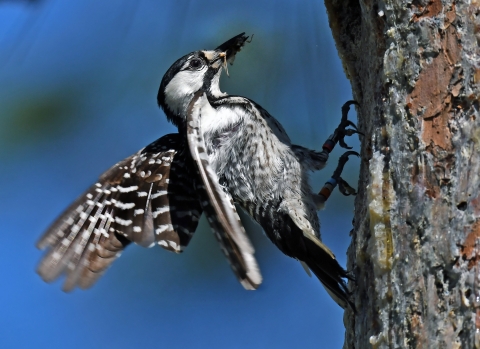 A red-cockaded woodpecker with an inset in its mouth.