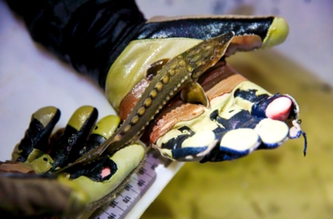 hands holding a small fish