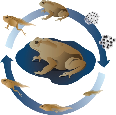 An illustration shows the stages of growth of a toad from egg to tadpole to toadlet to adult.