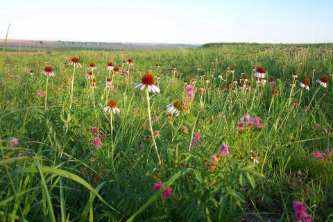 A patch of mixed grass with pink coneflowers