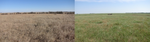 two images side-by-side. Left shows a brown prairie with trees encroaching. Right shows green grass and the branches of removed trees