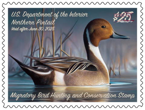 Watermarked 2024-2025 Federal Duck Stamp featuring a Northern Pintail