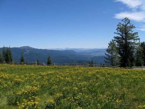 A field of flowers with trees and mountains in the background. 