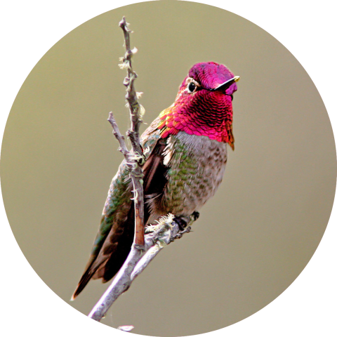 Anna's hummingbird perched on a branch