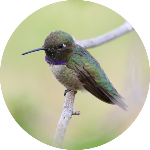 Black-chinned hummingbird perched on a branch