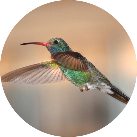 Broad-billed hummingbird