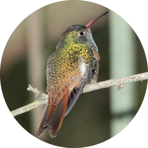 Buff-bellied hummingbird perched on a branch