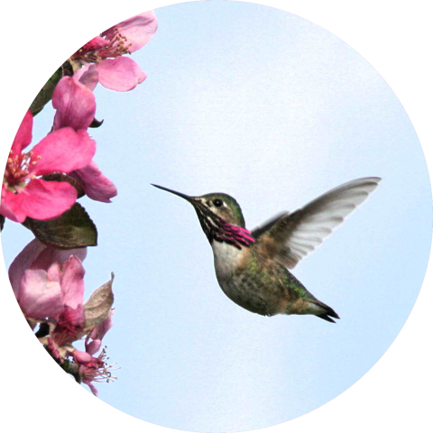 Calliope Hummingbird hovering by a plant at Malheur National Wildlife Refuge