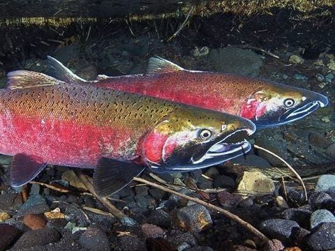 Coho salmon swim underwater. 