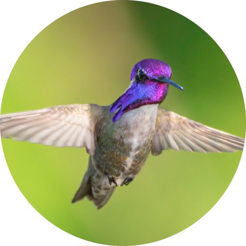 Costa's hummingbird