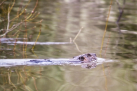 American Beaver