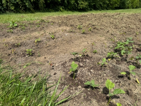 Vegetables growing in the soil