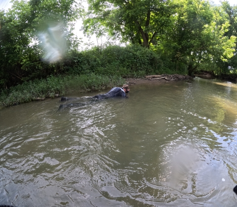 A man in a black wetsuit is snorkeling in a shady creek.