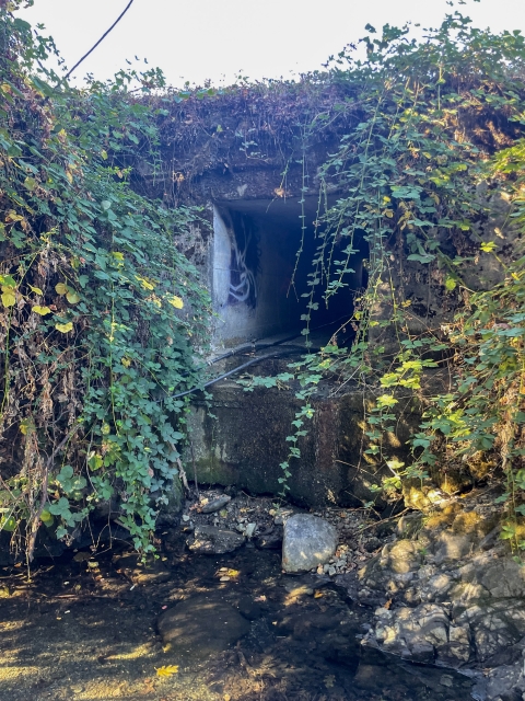 A concrete culvert with vegetation and vines growing around it. 