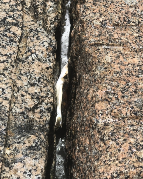 Green sea turtle trapped in jetty rocks in Texas