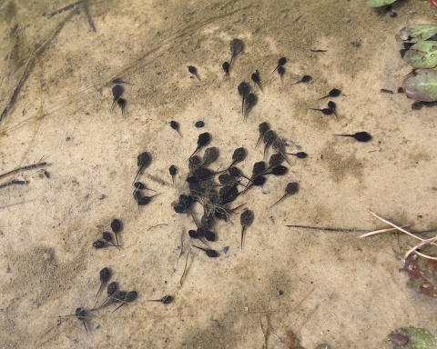 Houston toad tadpoles on shoreline of pond