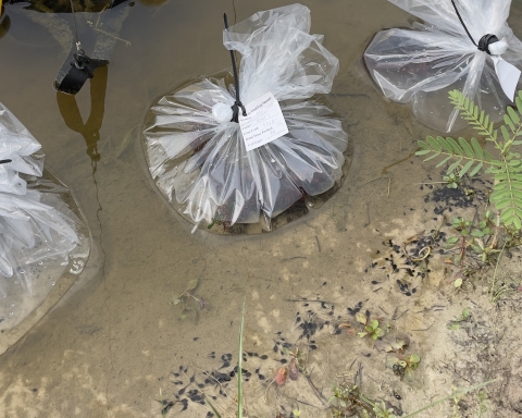 A bag of Houston toad eggs acclimating in a release pond in Central Texas