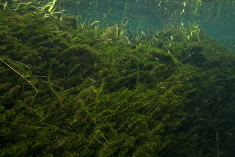 a green plants in the water