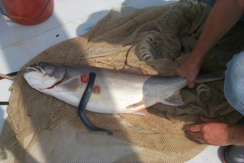 A lake trout with red, circular wounds and a sea lamprey attached, eating its side.