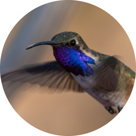 Lucifer hummingbird