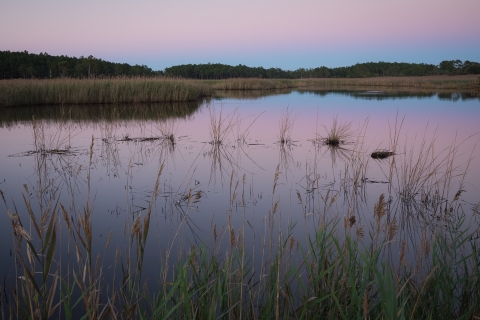 a body of water with plants and trees in the background