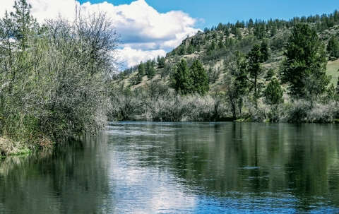 A river runs between trees and mountains. 