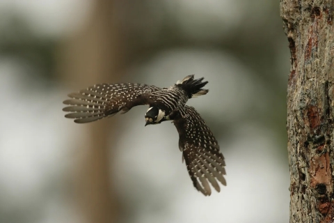 A red-cockaded woodpecker in flight.