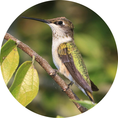 Ruby-throated hummingbird perched on a branch