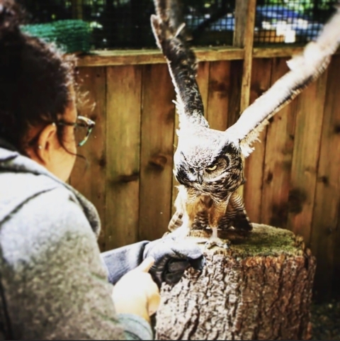 Over shoulder view as person communicates with owl in captivity