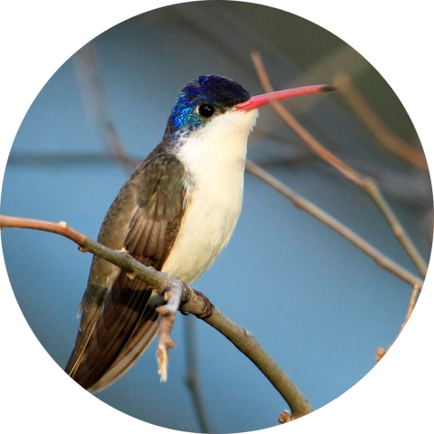 Violet-crowned hummingbird perched on a branch