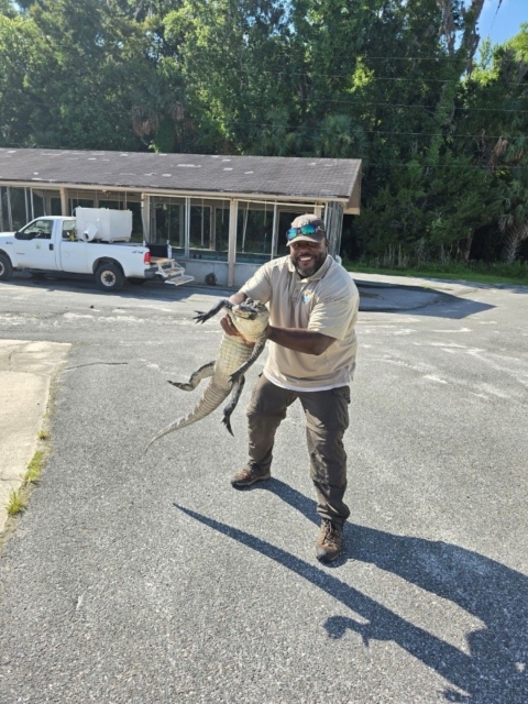 Alligator Removed at Welaka NFH